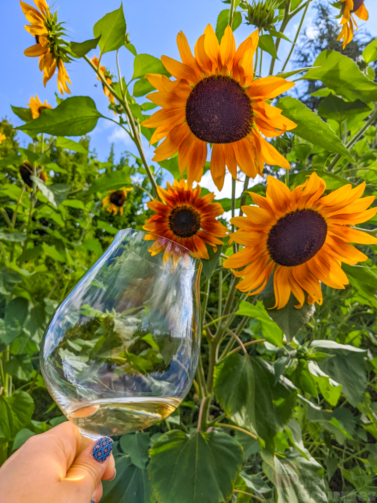 A glass of wine held up against a backdrop of sunflowers