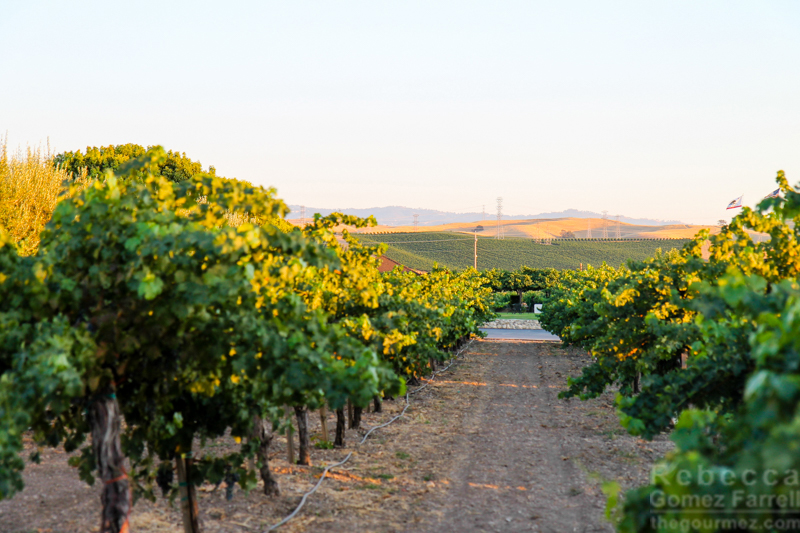 Highlights of the Livermore Valley Wine Country